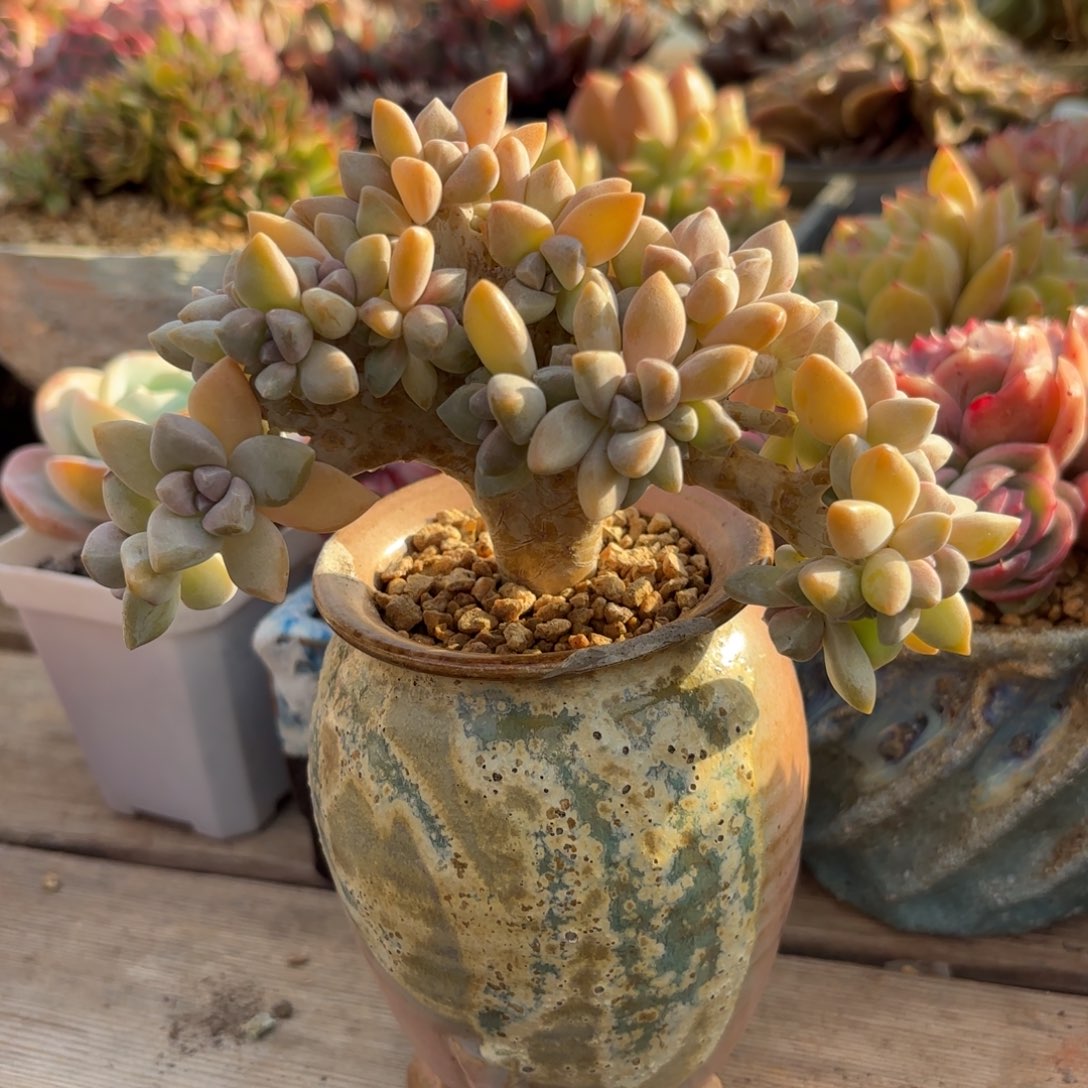 淡雪缀化1111111111