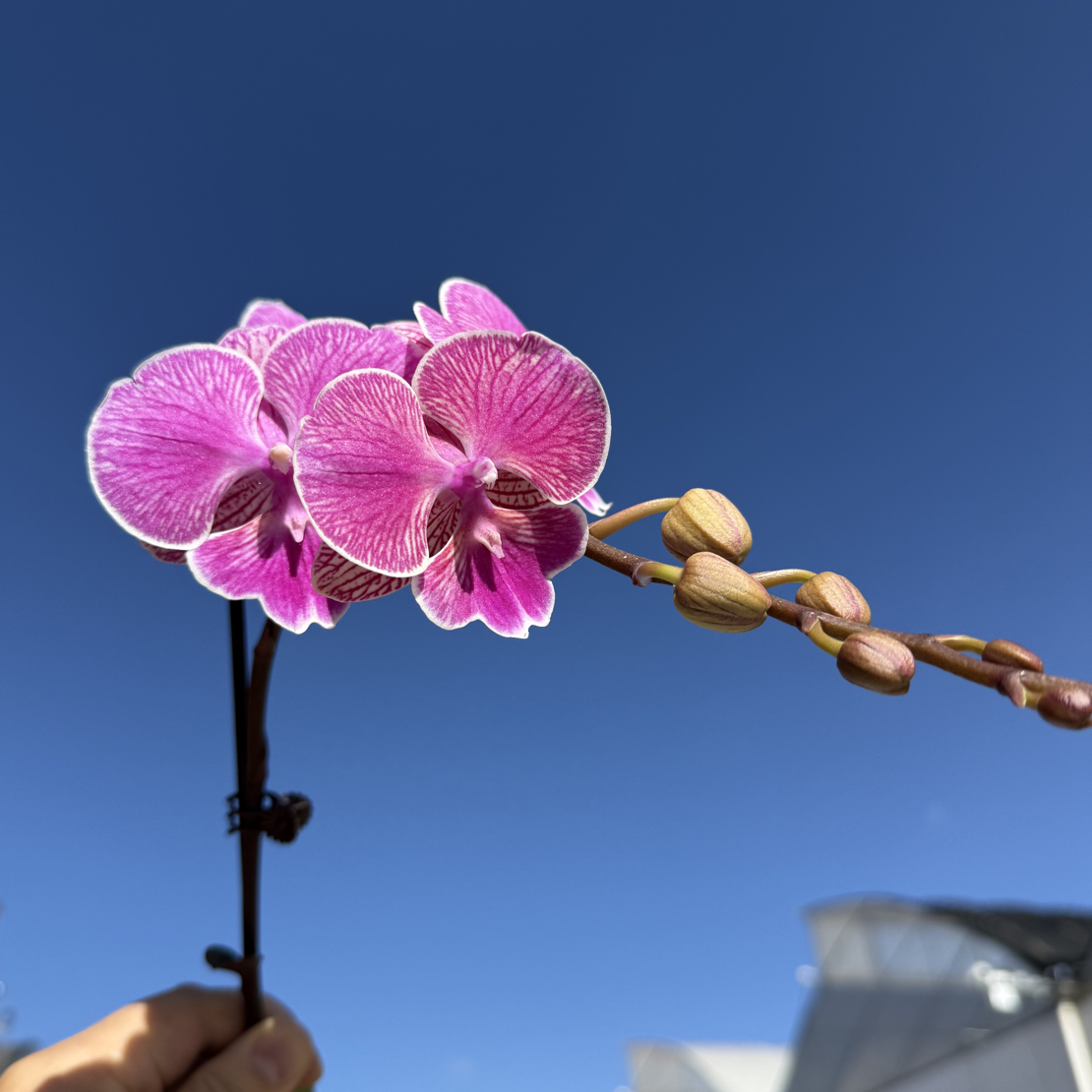 鲜花《小性感》蝴蝶兰云南源头产地直发