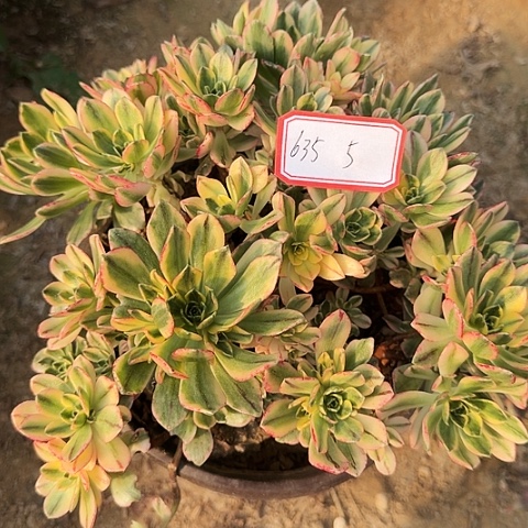 多肉植物甜茶635号