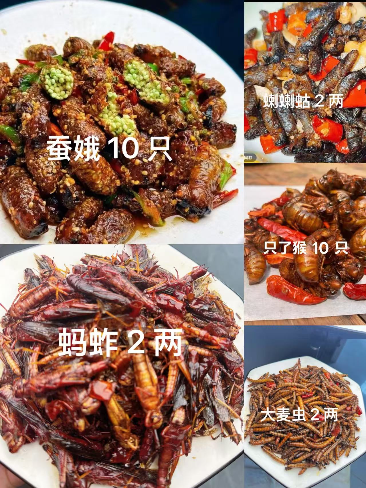 （套餐3）蚕蛾蚂蚱拉拉蛄知了大麦虫