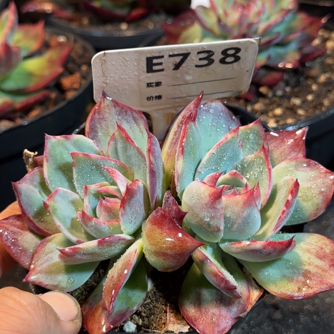 惊鸿一物一拍包装收缩花旱738