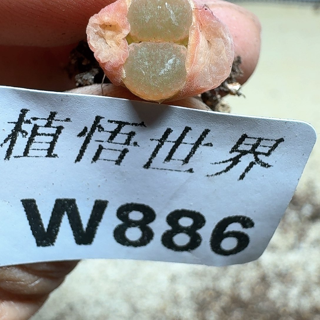 886盒多肉植物哇d f