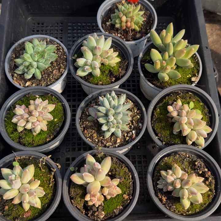 2602多肉植物一物一拍