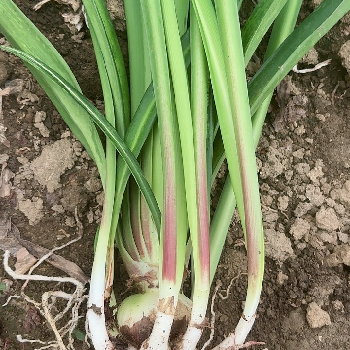 无花朵香槟玫瑰包对版