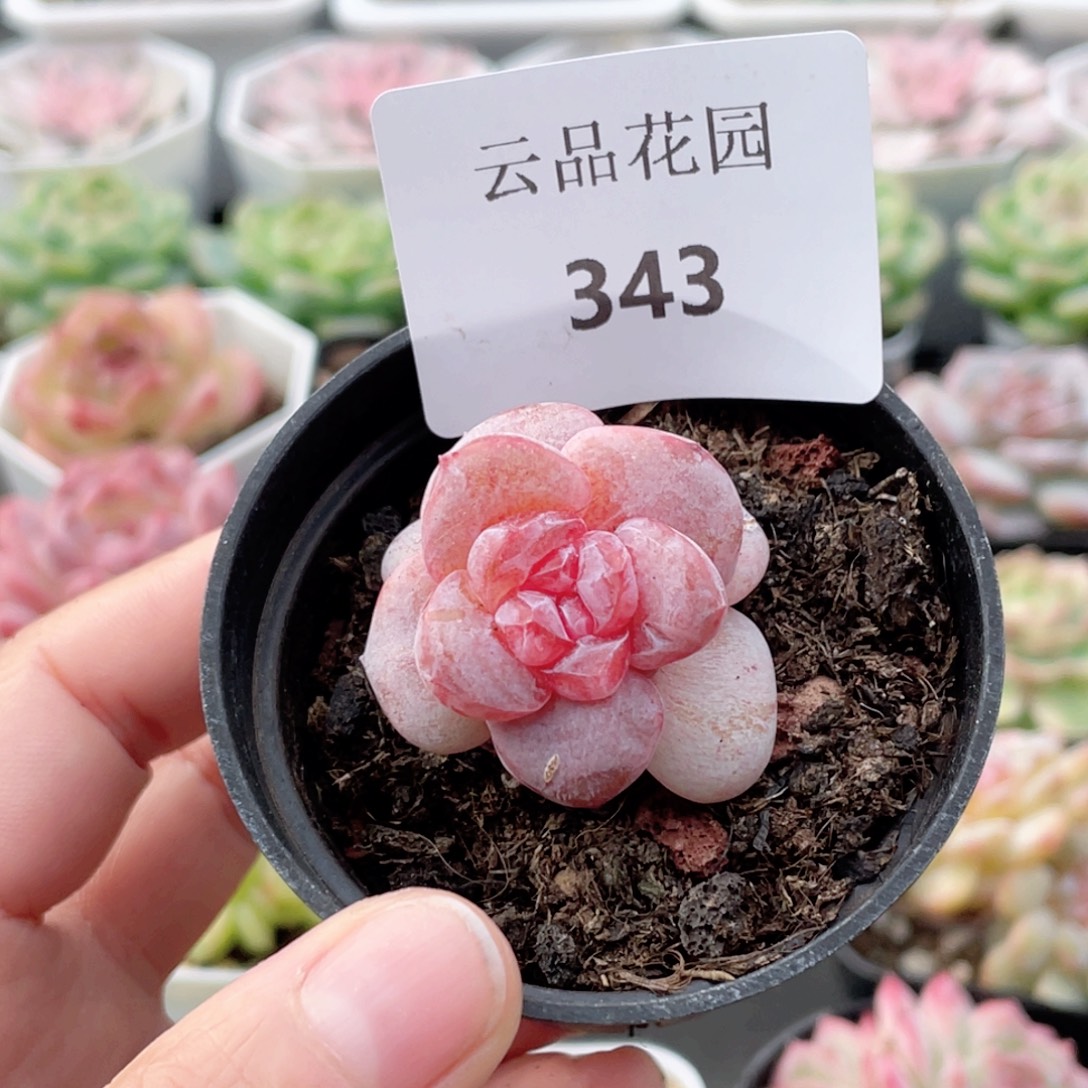 遇***C343号糖心冰心珍妮 玉兔
