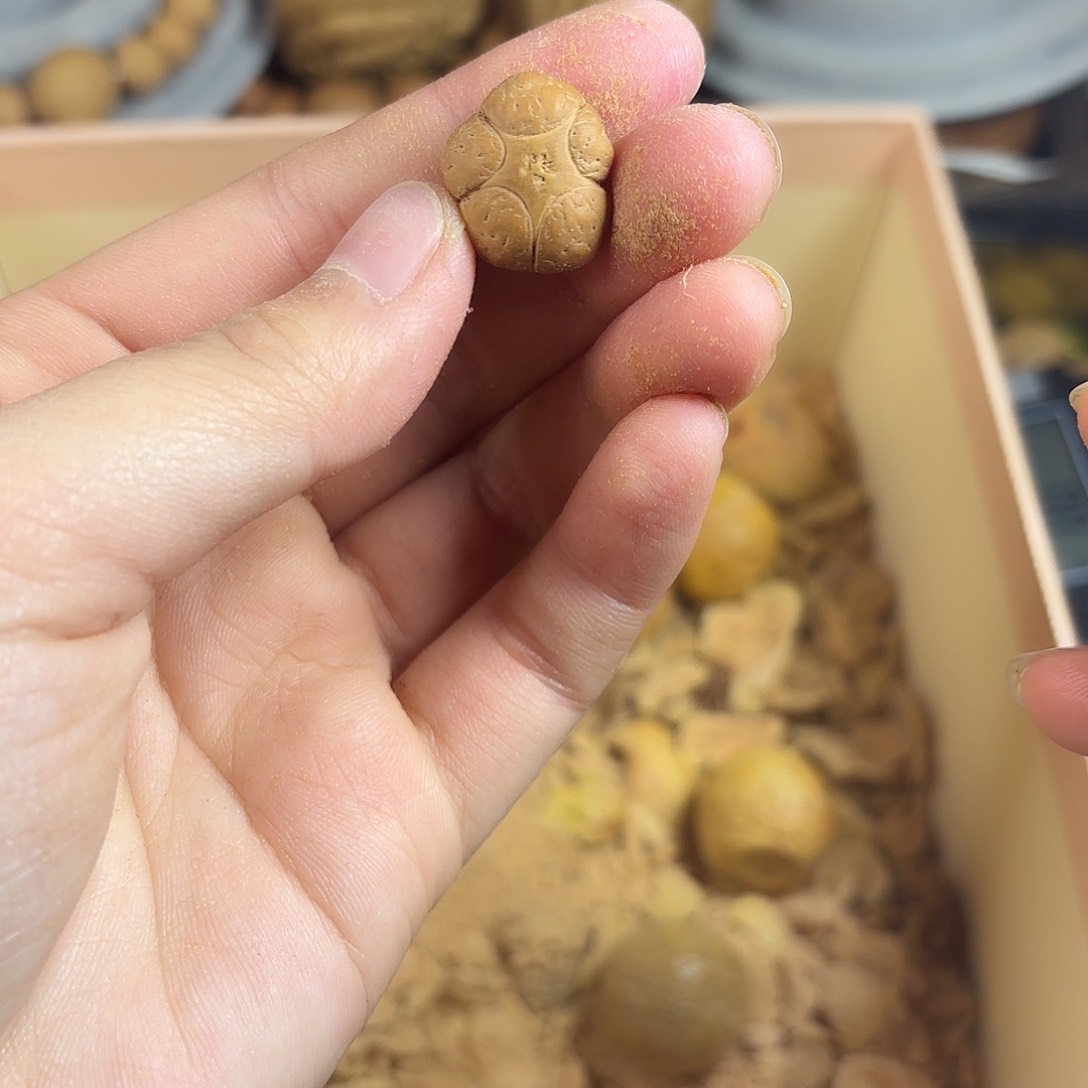 凤眼菩提吊坠17尺寸尼泊尔五星