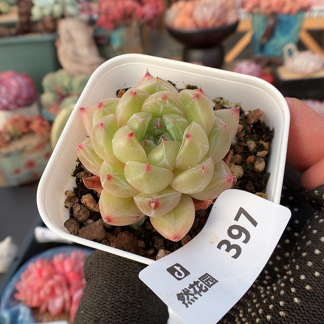 397珍妮多肉植物66666