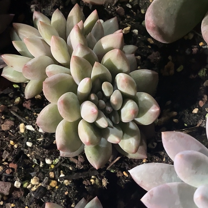 解****水晶球多头带缀 多肉