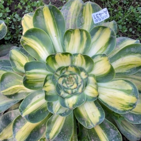 431暴君满25包邮多肉