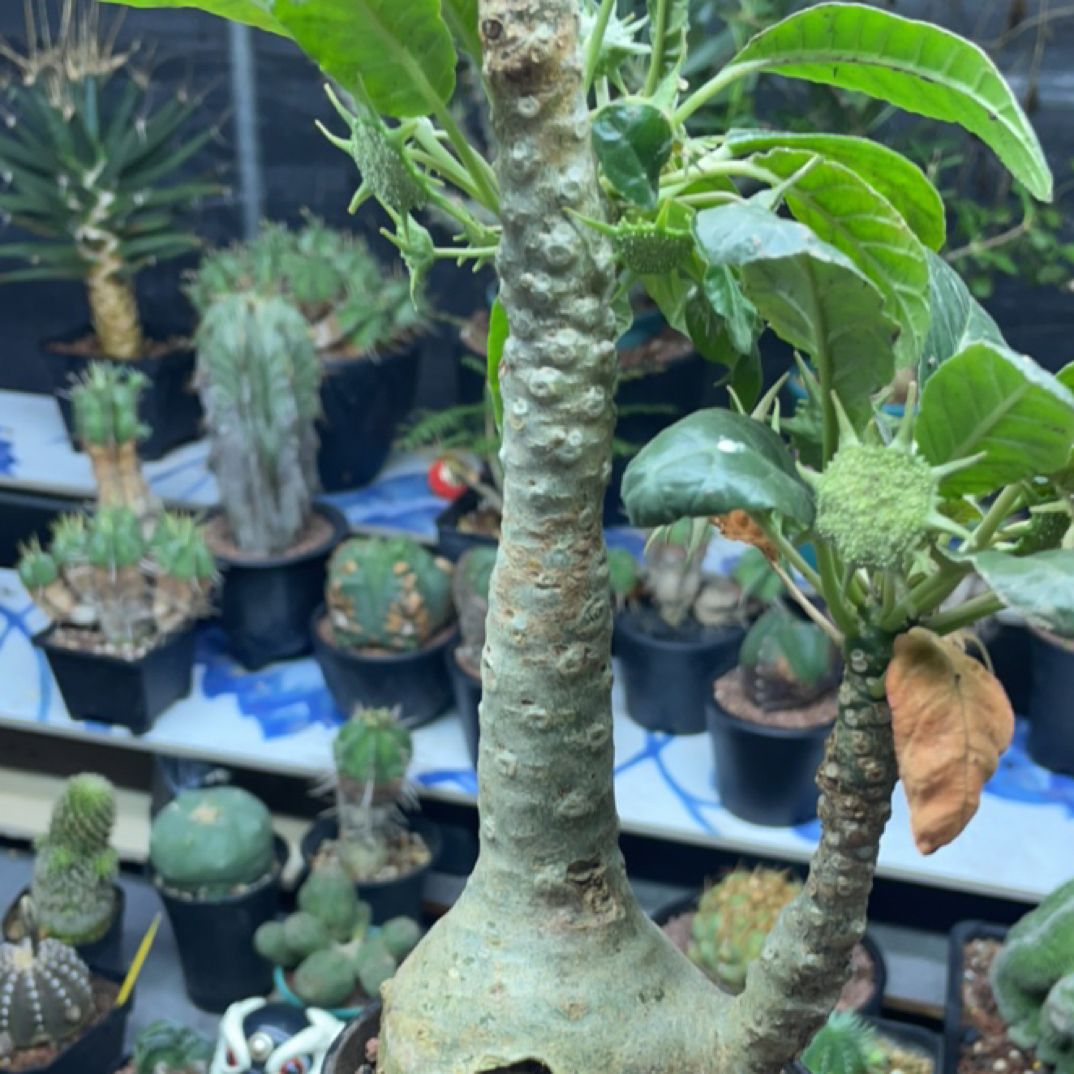 绵叶琉桑一图一物