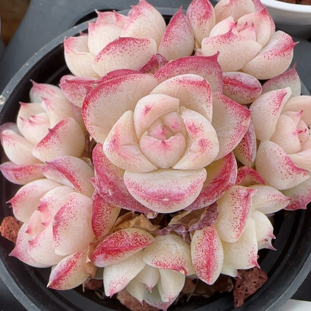 花语逸镜0206-588