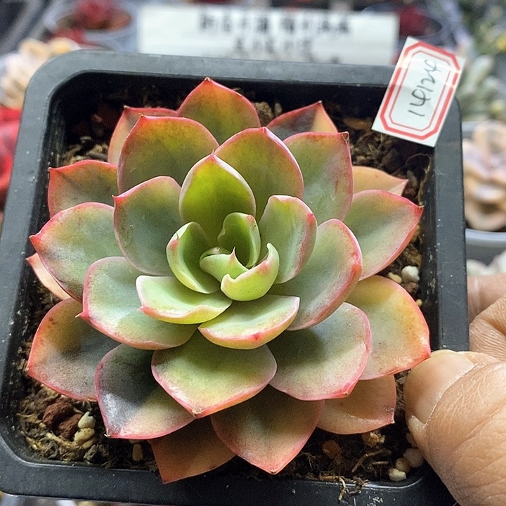 14124赫拉锦多肉