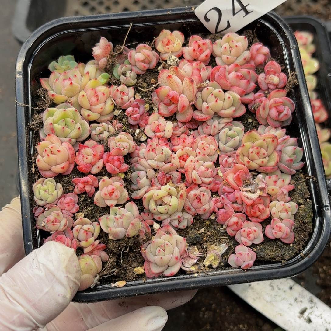 多肉植物多肉植物24