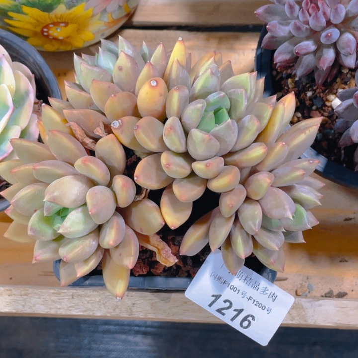 小*菜谢谢你的支持0000001216