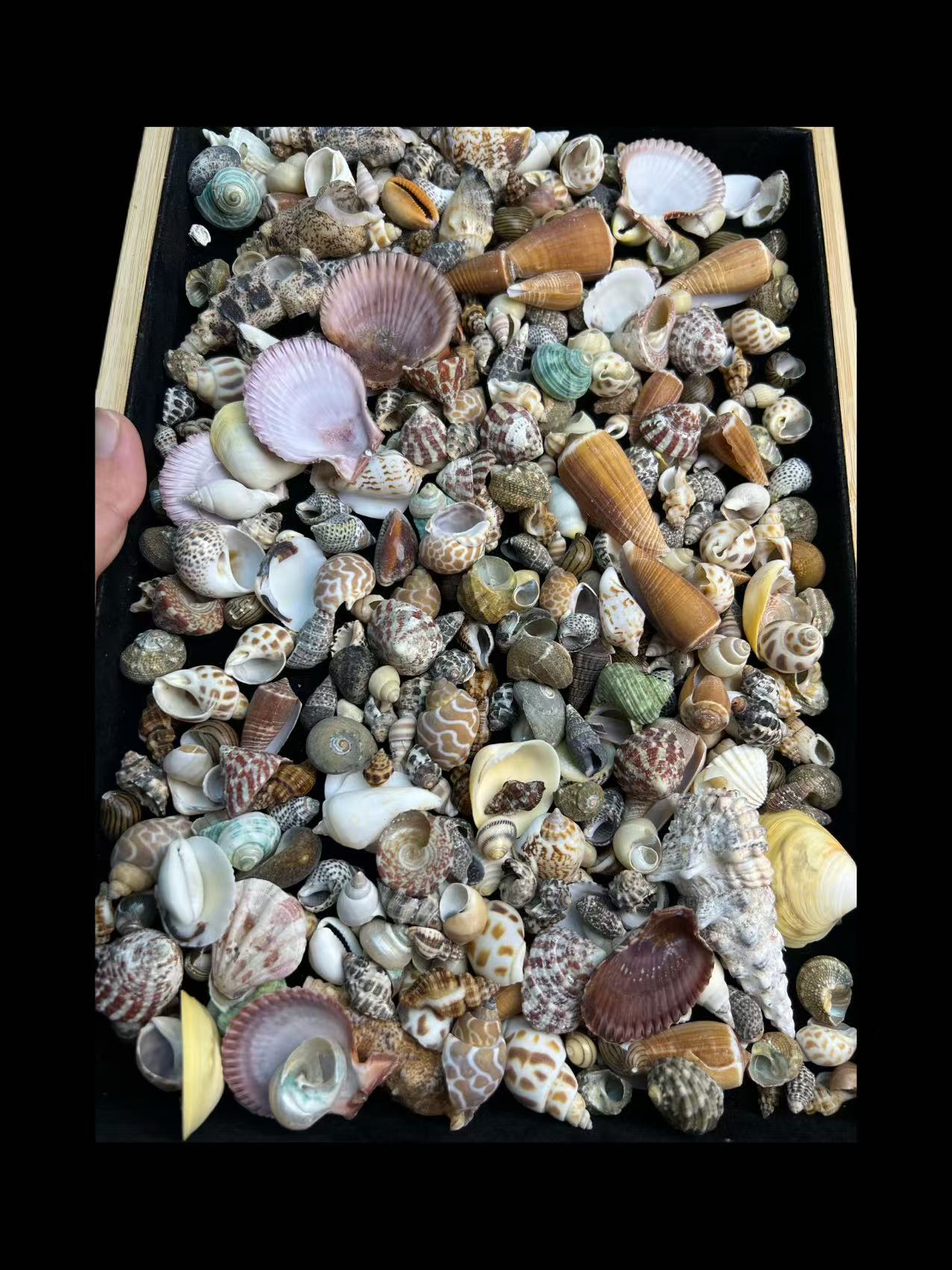 天然大小螺混装用于鱼缸造景及手工diy相框的家居装饰品的杂螺