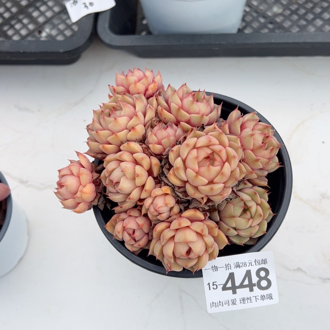 笨吧多肉多肉多肉多肉