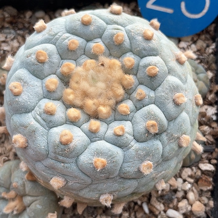 仙人球白肌佛头25