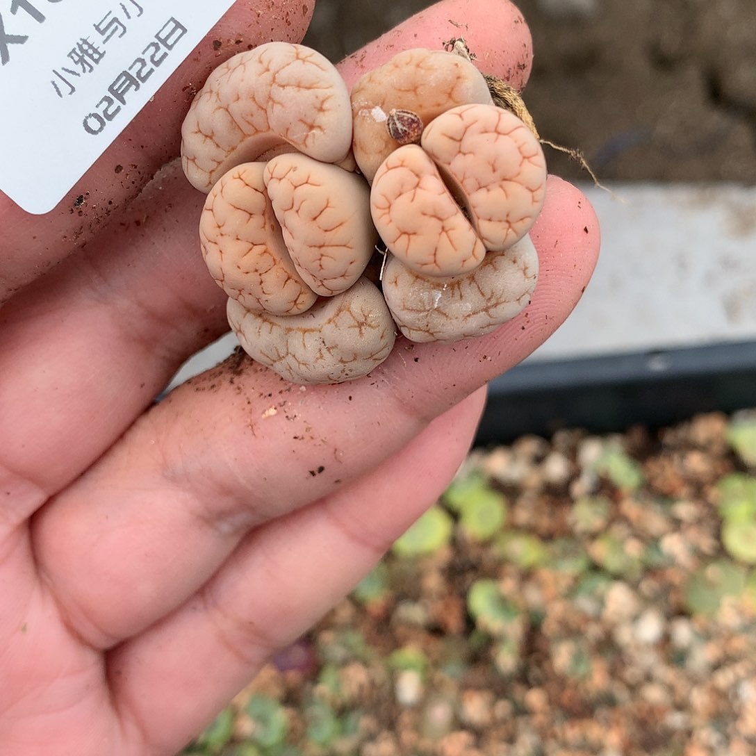 X169多肉植物保护研究所