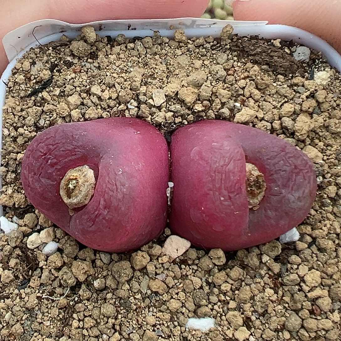 131毛汉尼双头带盆土发货