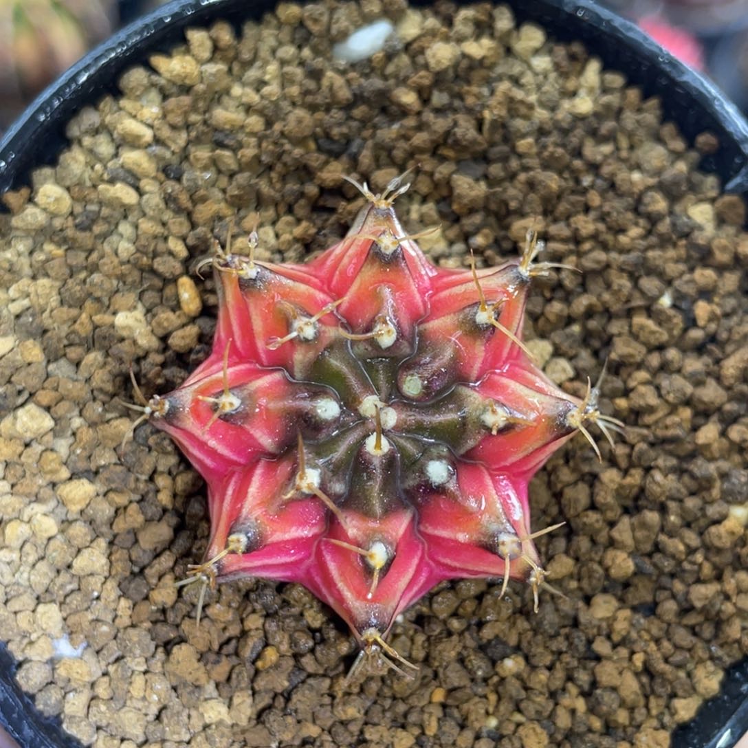 米哈星球0000000122