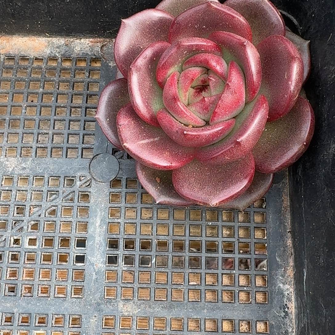 这种天气出门都没怎么