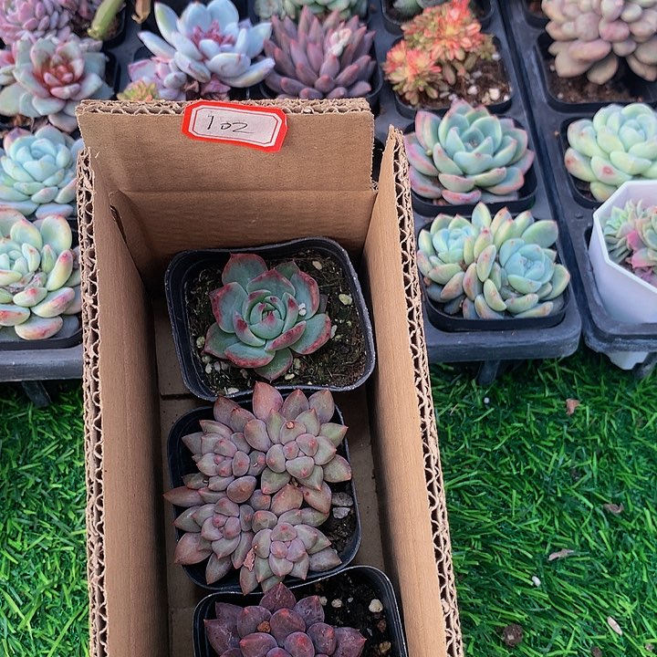 A102惊鸿仙子多肉