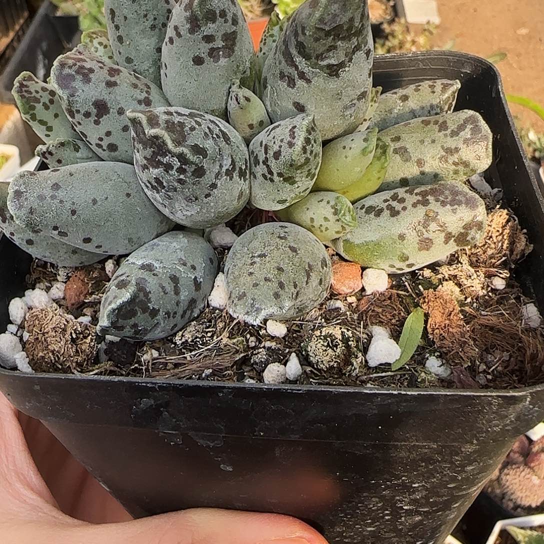 海豹大盆特价处理