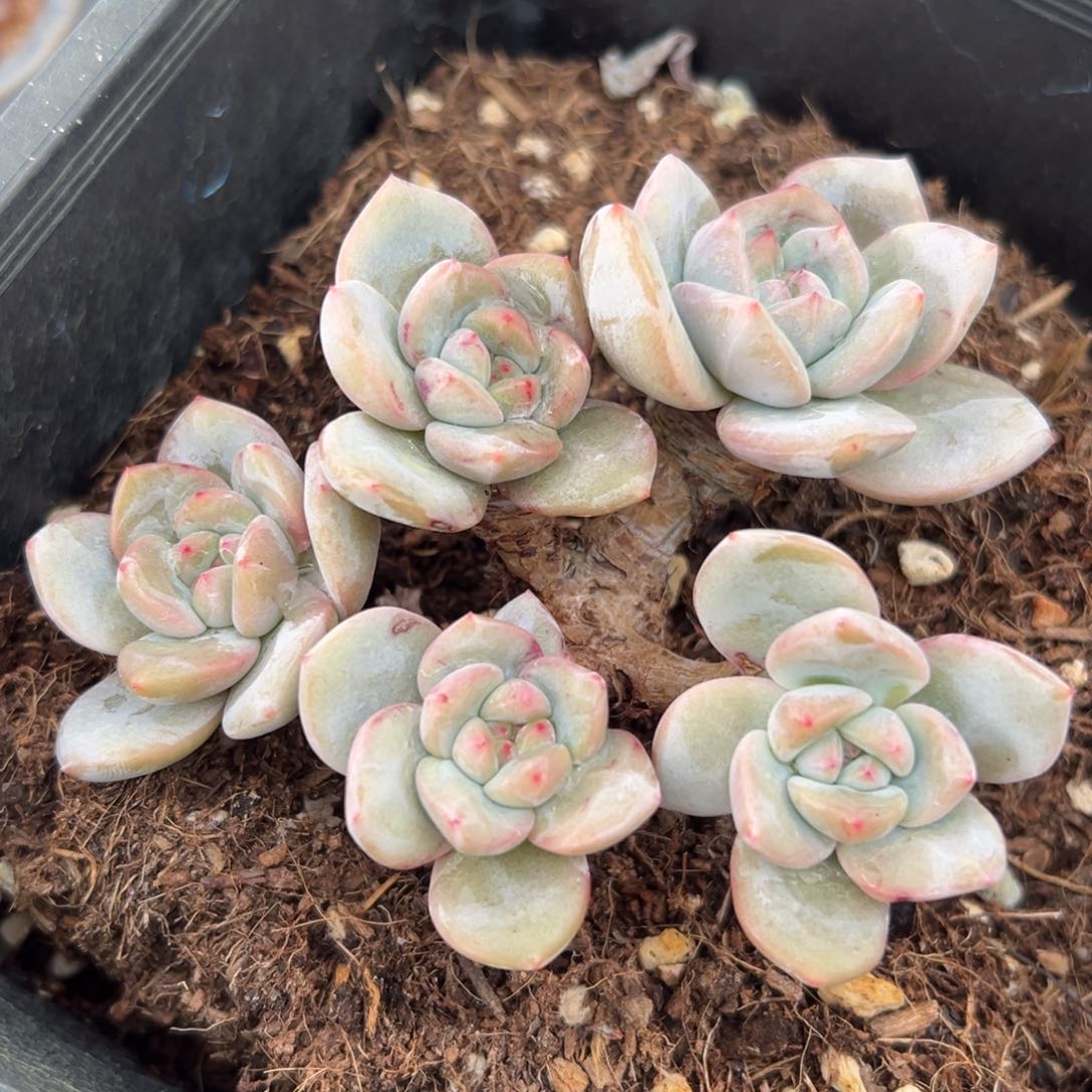 ， 新年快乐 新年快乐