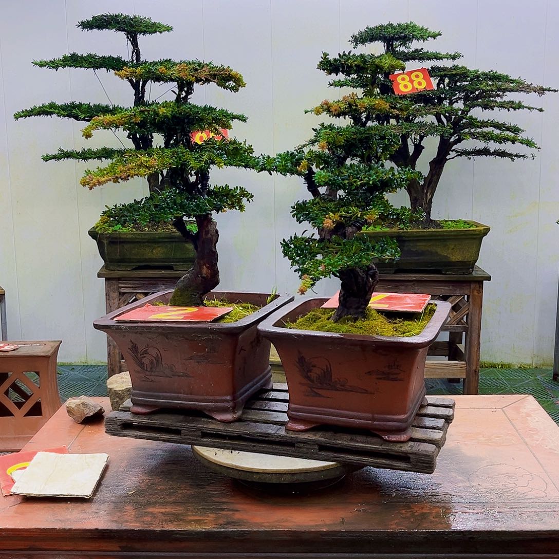 用***7无花朵罗汉松盆景