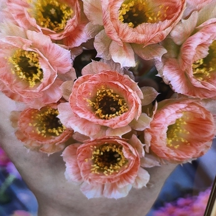 250丽花67歪3公分左右无根侧牙，20包邮