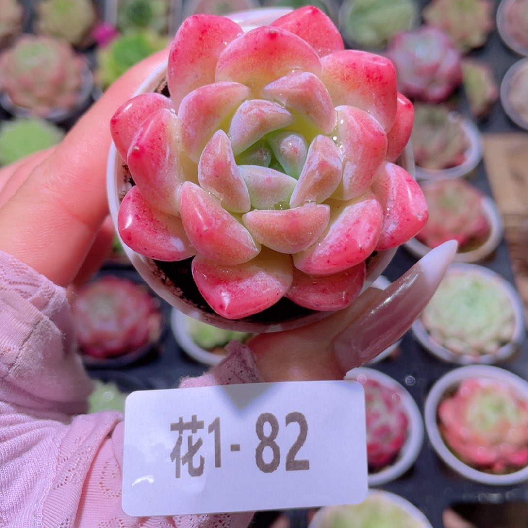 花利美1-82冰娃娃