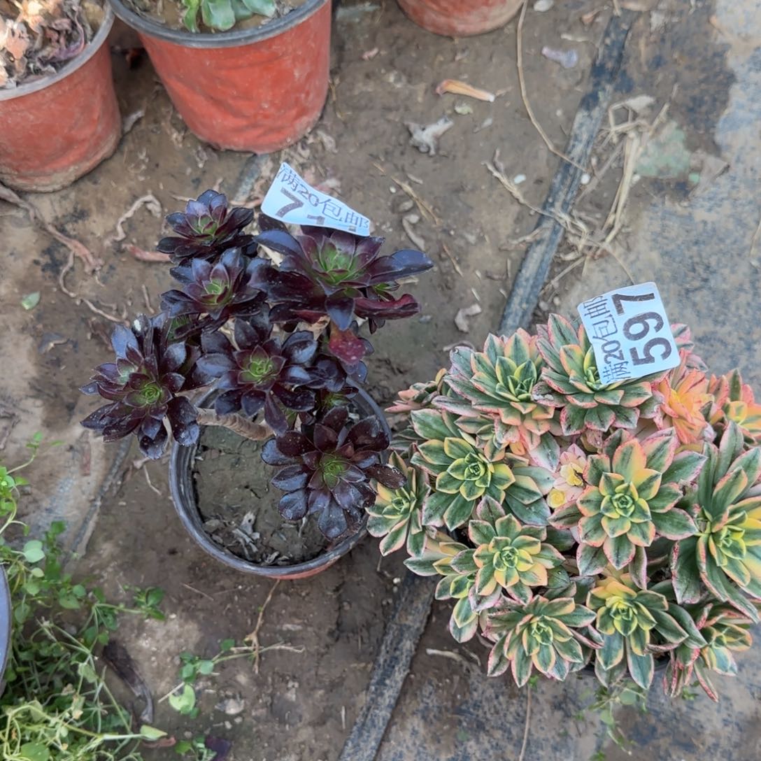 多肉597+711满20包邮断枝不包