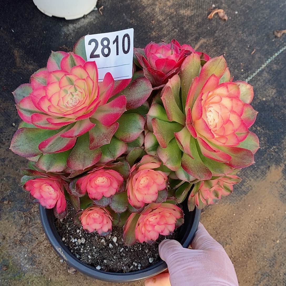 红陶2810荔枝丛林3冠17