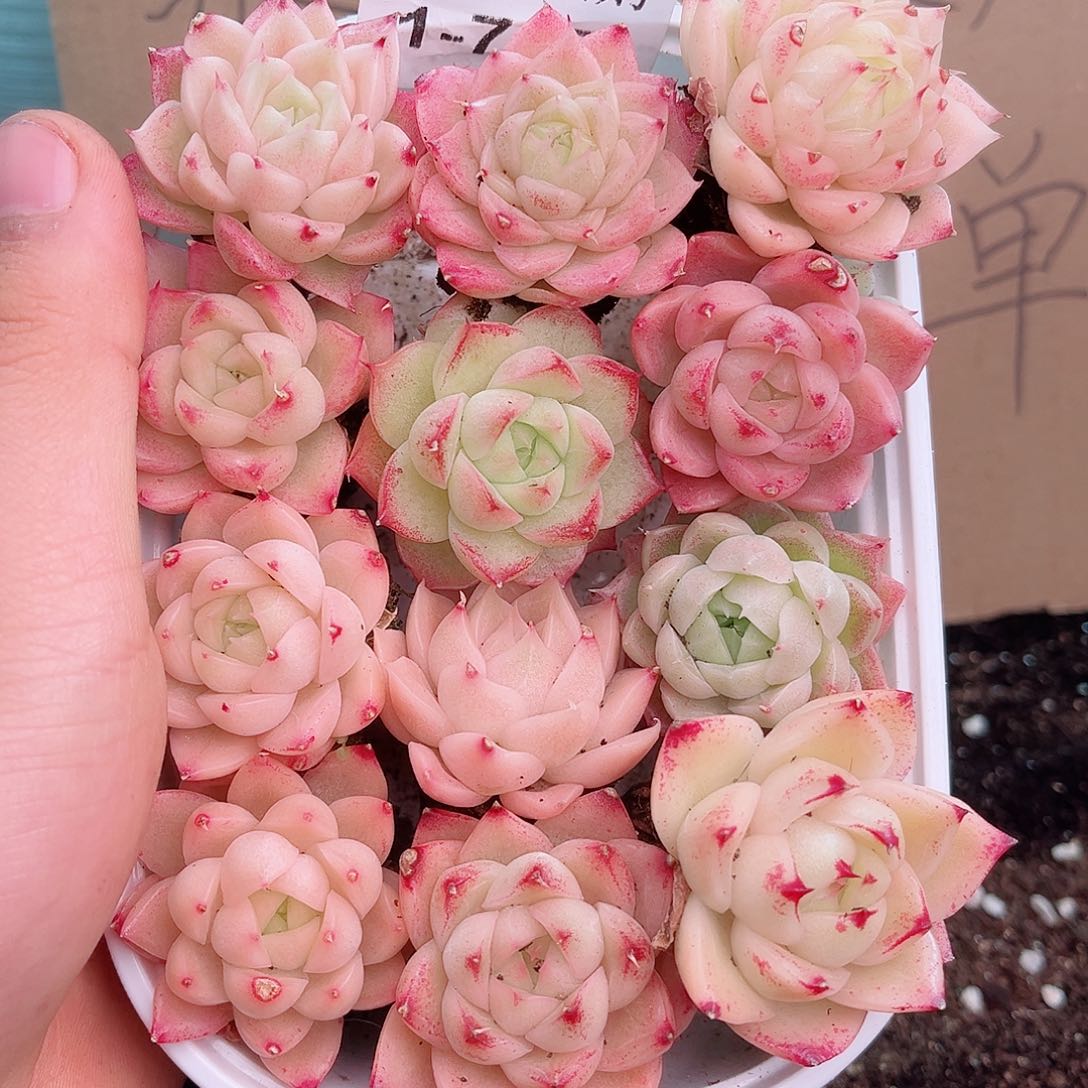 1-797 新疆西藏内蒙不发12.8包邮2-3公分