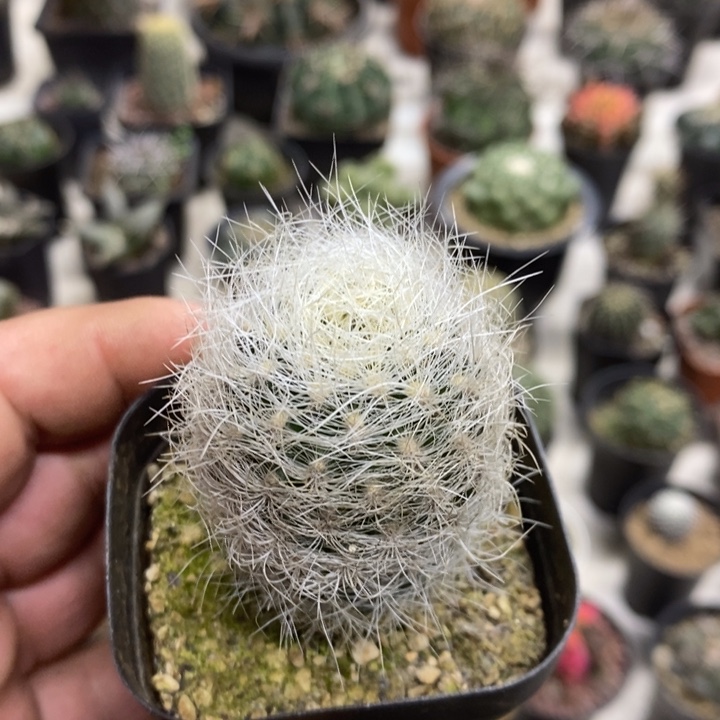 实生浑伦玉特价福利