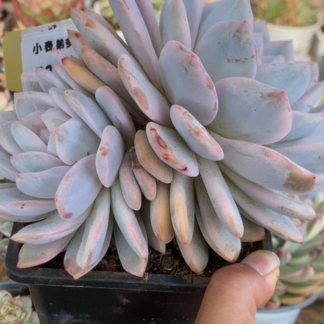 261橙子锦锦锦锦锦