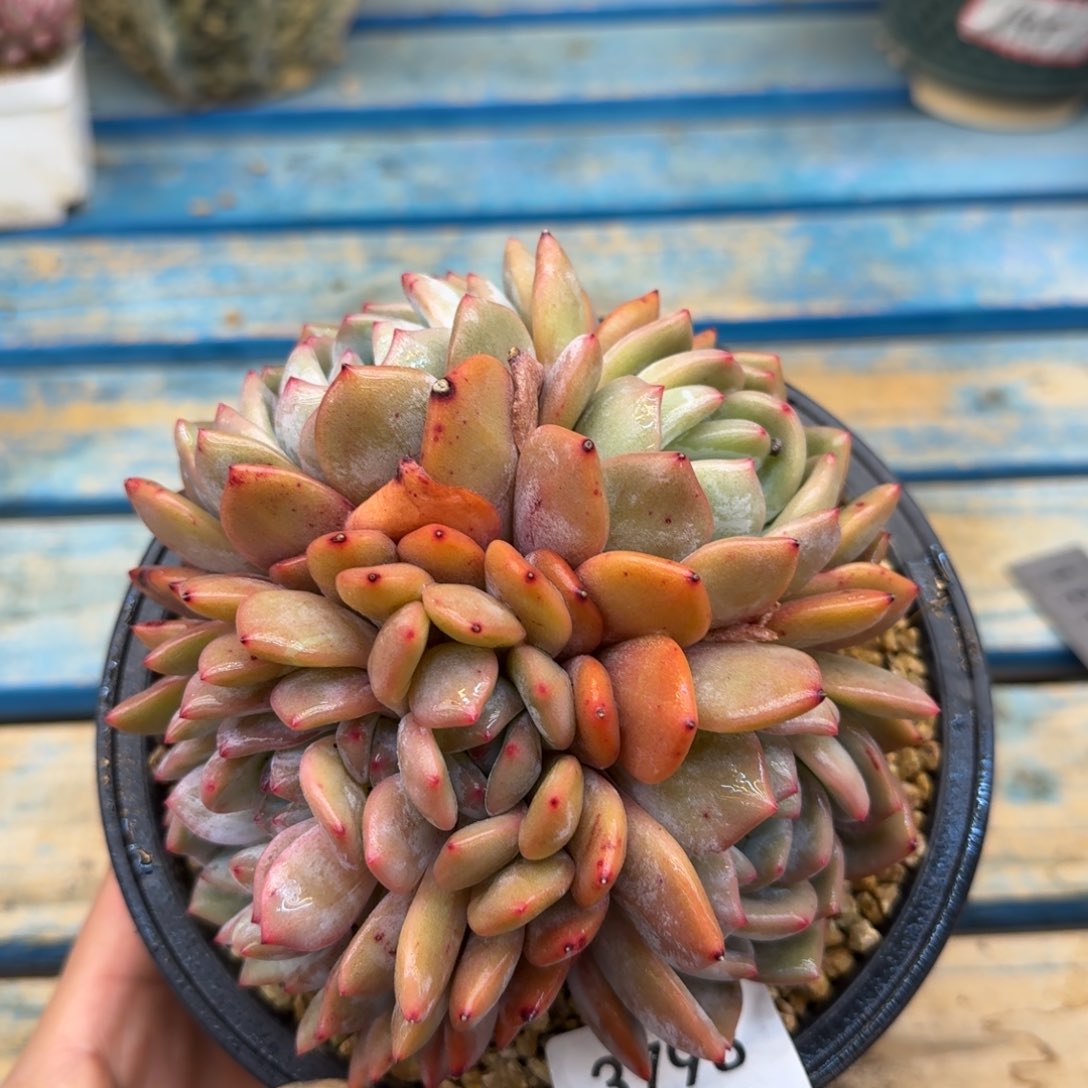 3798星影群无砍14cm