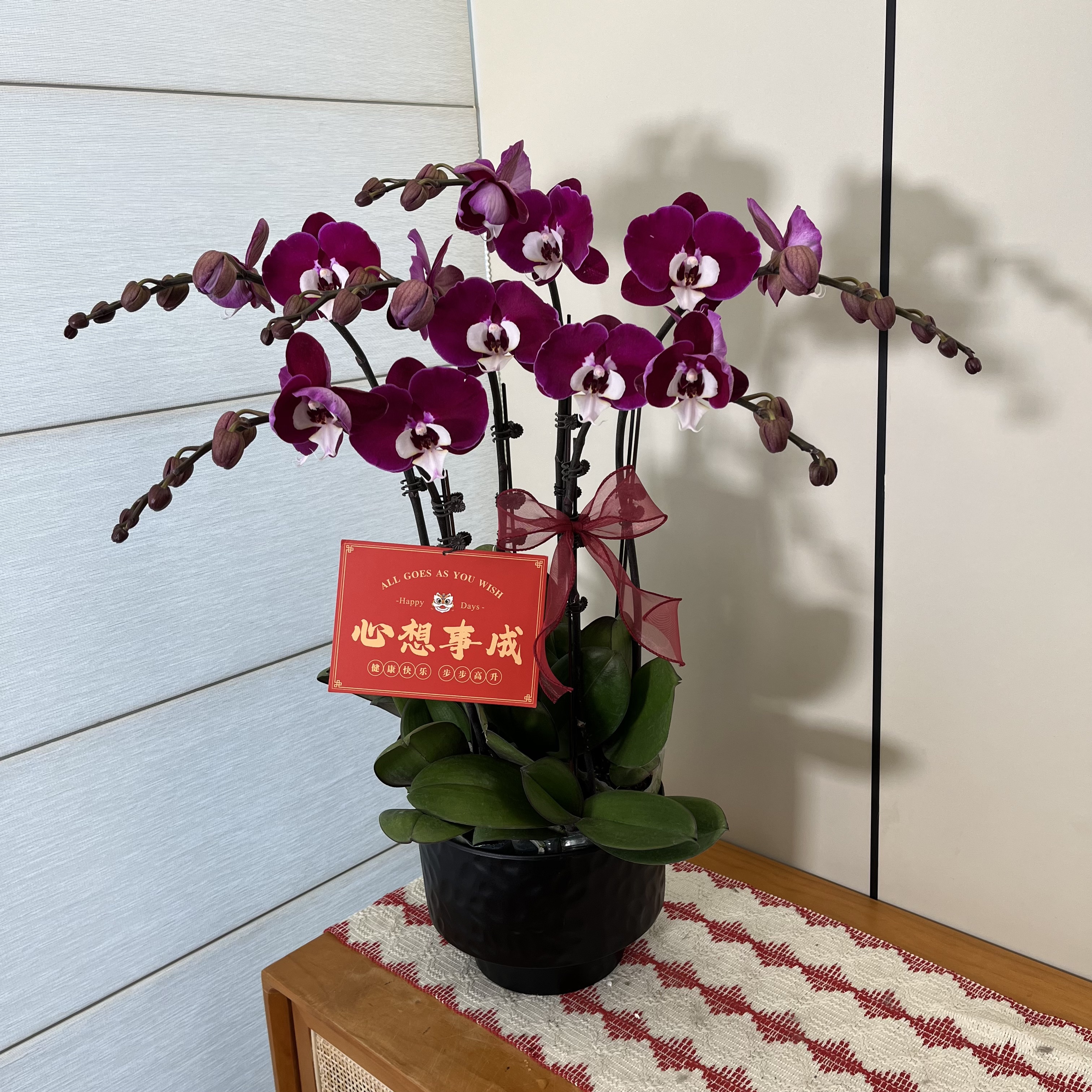 【米歇尔】深紫色小众稀有高货蝴蝶兰 室内高端花卉源头基地