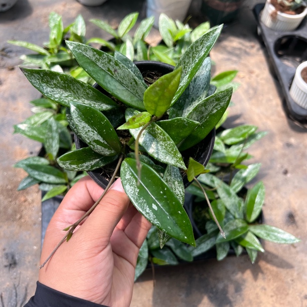 太行【073/威尔伯球兰】养护简单颜值高高斑叶片简约简单