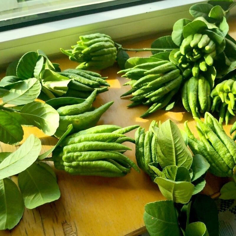 （一物一拍）云南佛手基地直采高端花材可观赏闻香的佛手柑