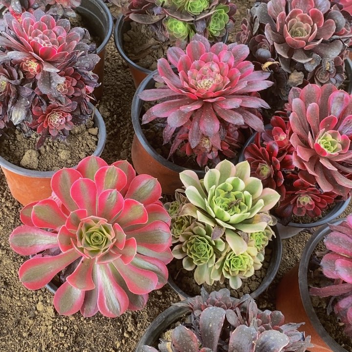 8颗不同品种福利带侧头