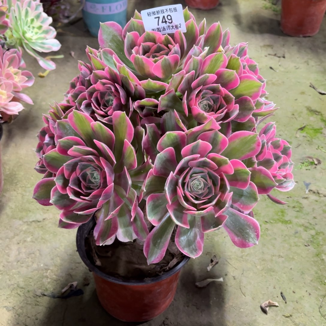 749粉女郎多肉植物法师