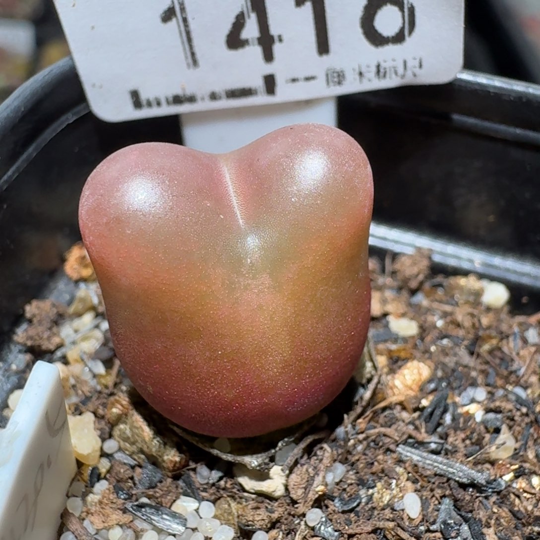 Z小黄车里去捡漏1416水蜜桃