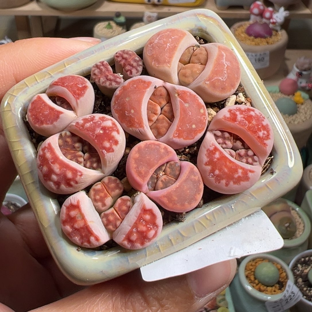 多肉植物233号双头