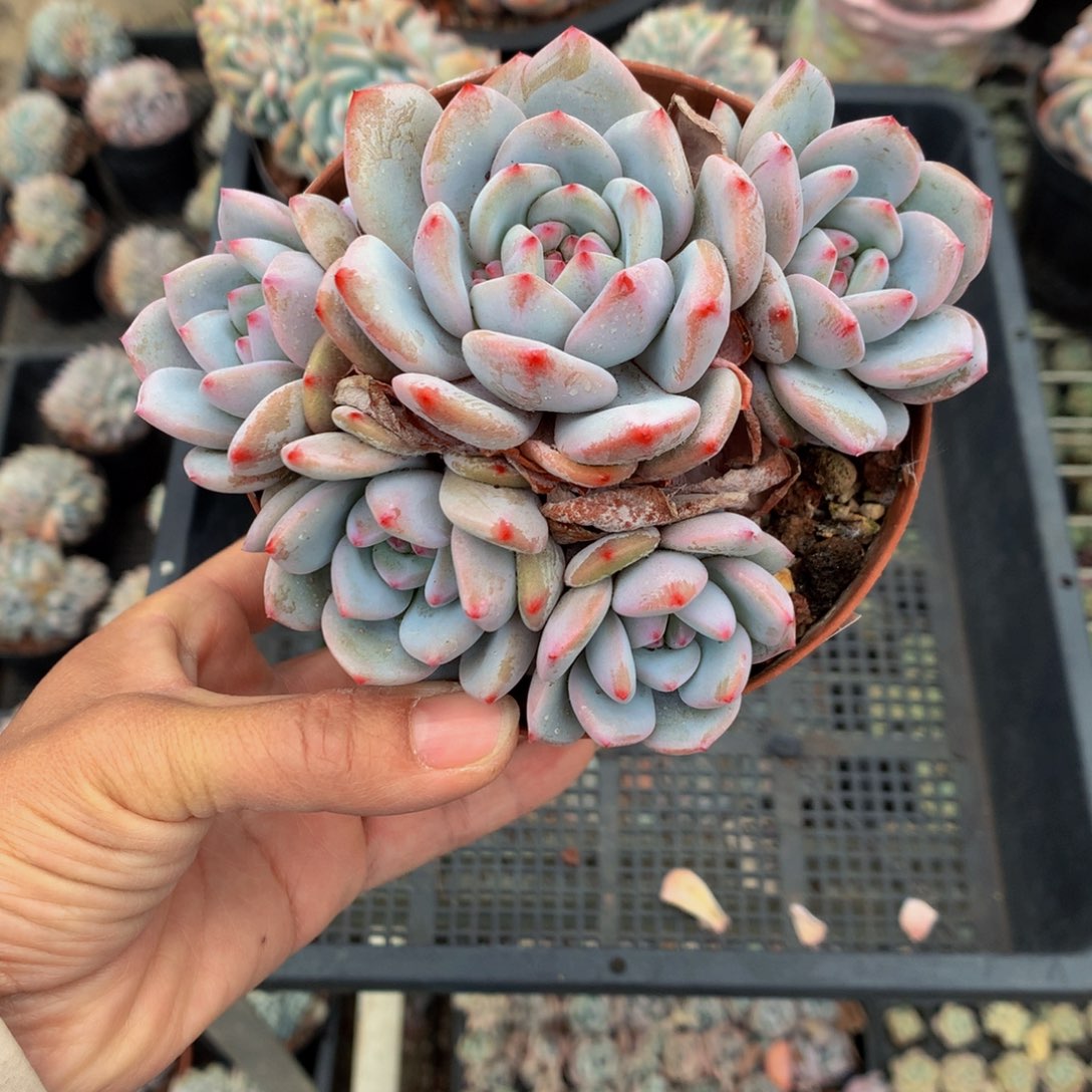 1652多头嗯嗯嗯哦我知道