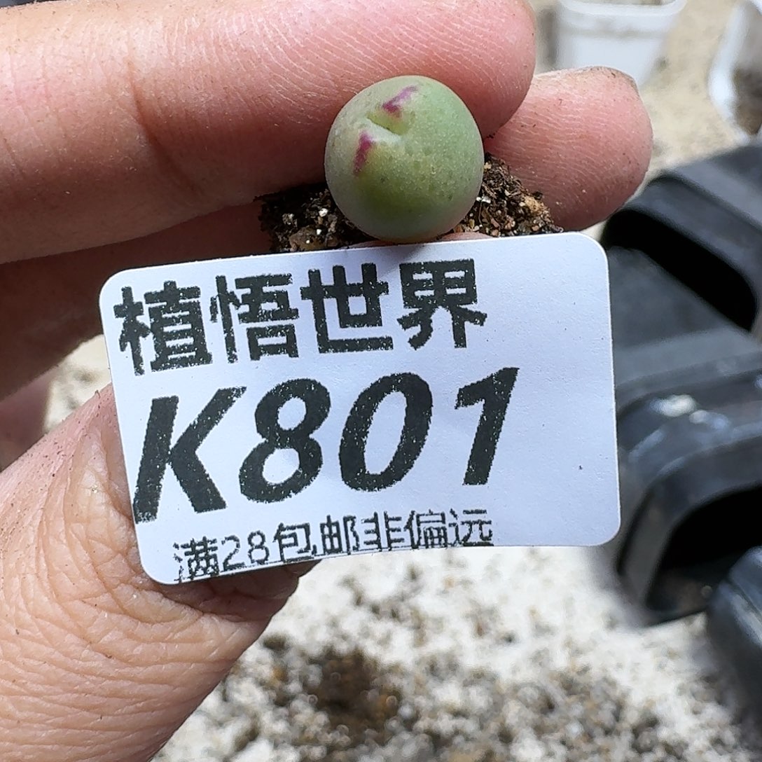 多肉植物的是eghnj