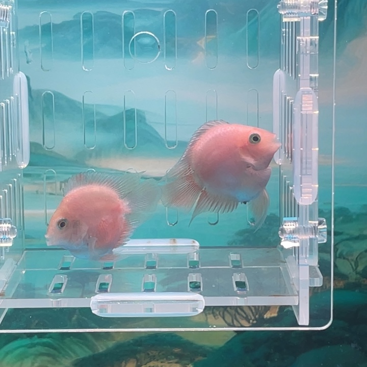 F***）鹦鹉鱼迷你鹦鹉一对胭脂粉7号单