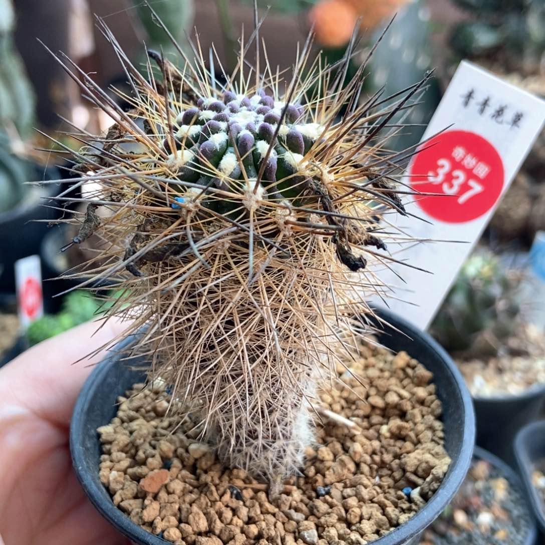 实生狂刺逆龙丸一颗仙人球