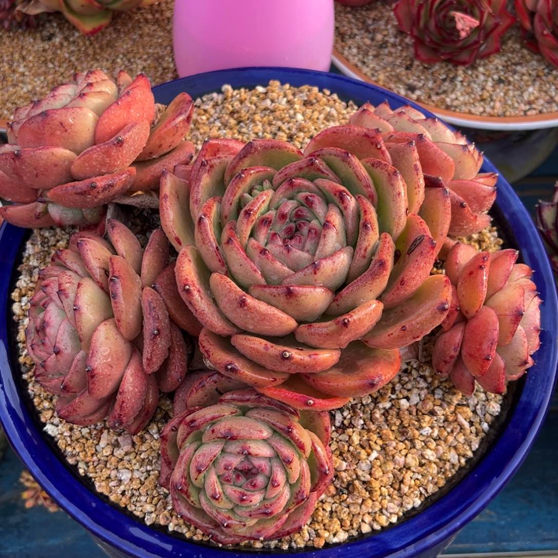 从前慢多肉精选编号0311.珍珠