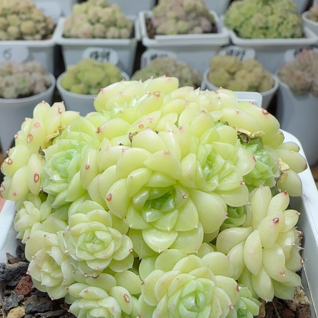 【闪购商品】0310-157（ttp-16-2）